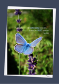 Schmetterling